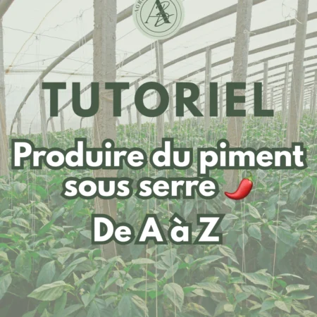 Tutoriel piment sous serre