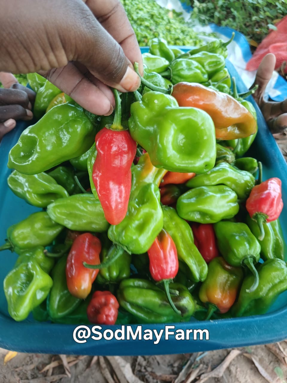 Champ de piment de Daba Dione